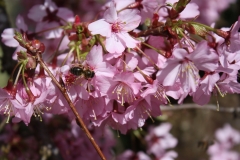 Bee-on-pink-cherry