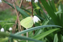 Brimstone-on-snowflake