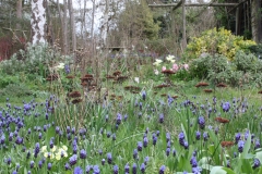 Grape-Hyacinths