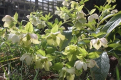 Helleborus-orientalis