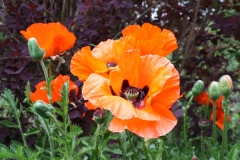 Oriental-Poppies-10.05.20