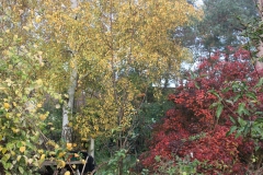 garden-3.-Nov-2020