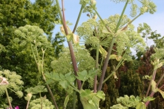 Angelica-1