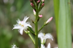 Bog-Bean