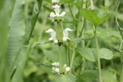 Feral-veg-patch-2020