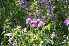 Geraniums-Meadow-Clary