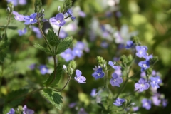 Germander-Speedwell