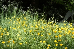 Let-it-grow-Bulbous-Buttercups
