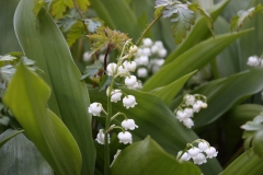 Lily-of-the-valley-14.05.20