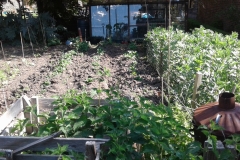 Vegetable-plot