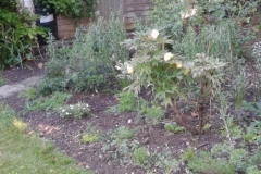 herbaceous-border-2