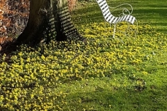Kathy-Brown-aconites-beneath-the-lime-trees-20210202_131140