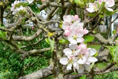 2-Apple-Blossom.