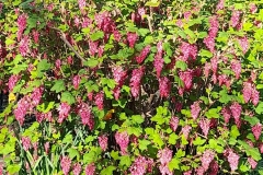 4-Flowering-Currant