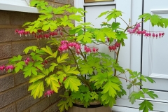5-Bleeding-Heart