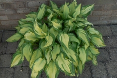 02.-Hosta.