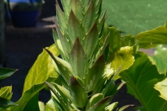 07-Acanthus