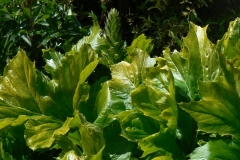 08-Acanthus