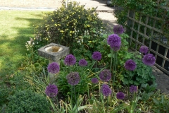 11.-Allium.