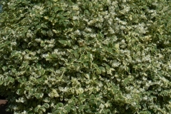 13.-Mock-Orange.