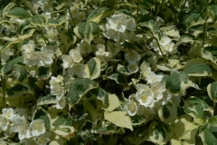 14.-Mock-Orange.