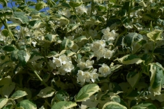 16.-Mock-Orange.